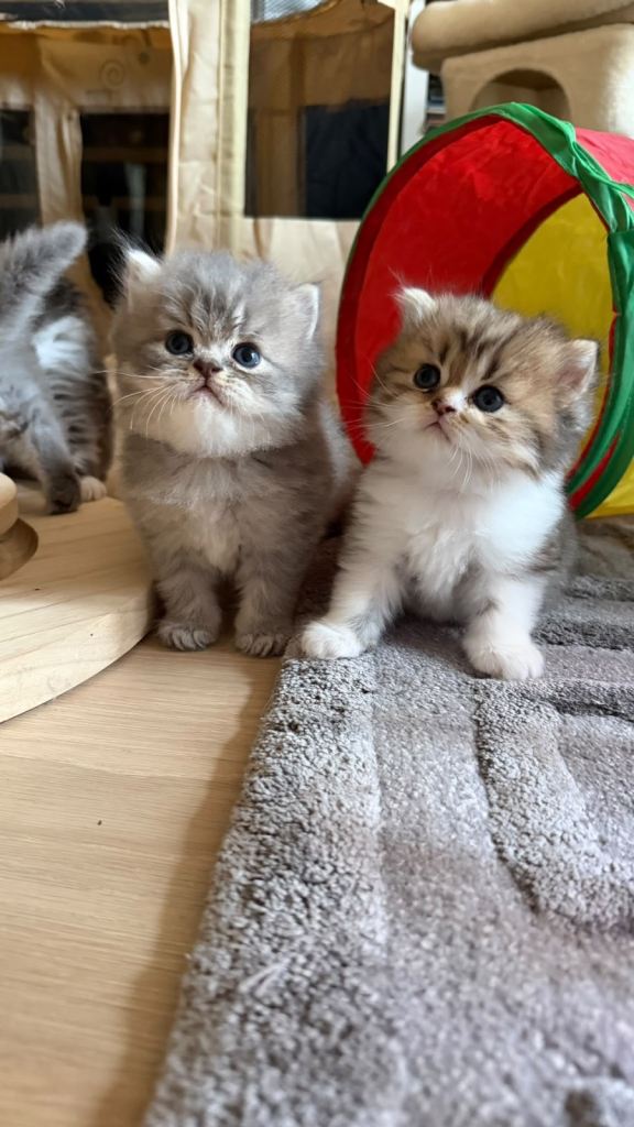 🐾 Beautiful Persian Kittens Looking for Loving Homes 🐾