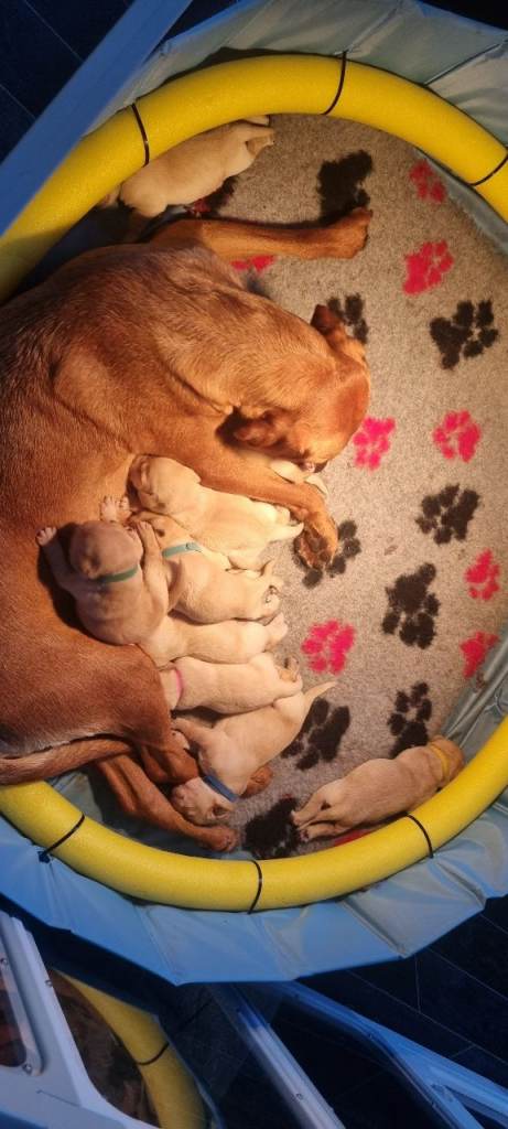 Labrador puppies for sale 