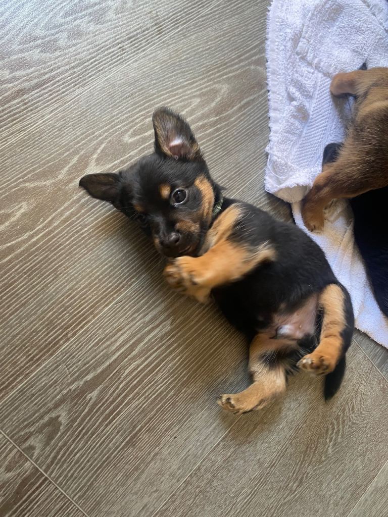 3 Jack Russell pups 🐶 x2 boys 1girl