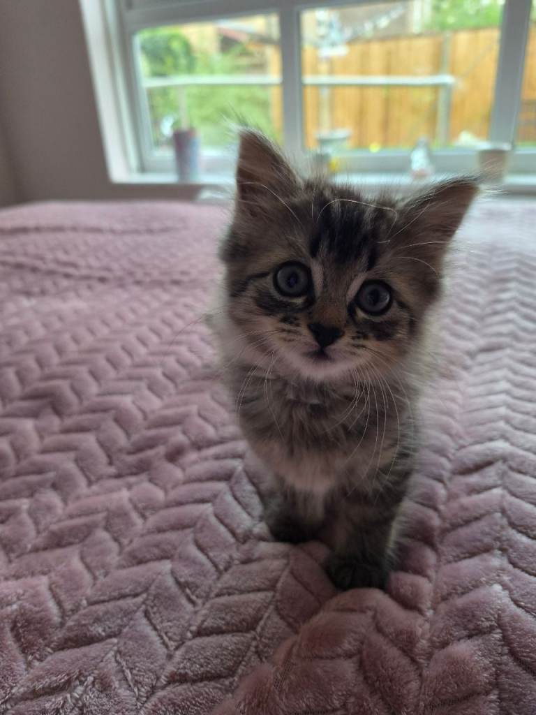 8 week old grey tabby female kitten