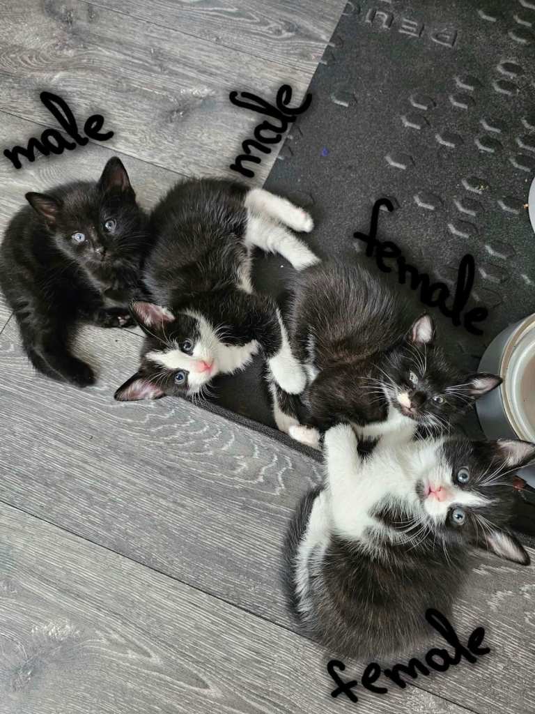 Kittens
