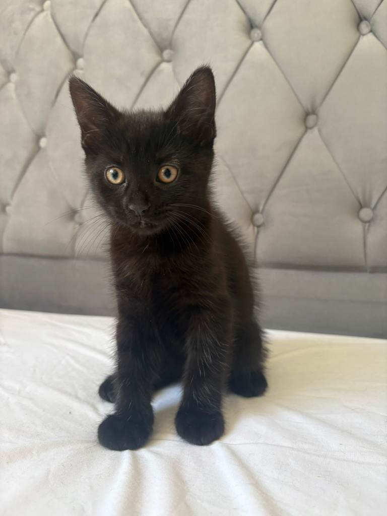Kittens 
