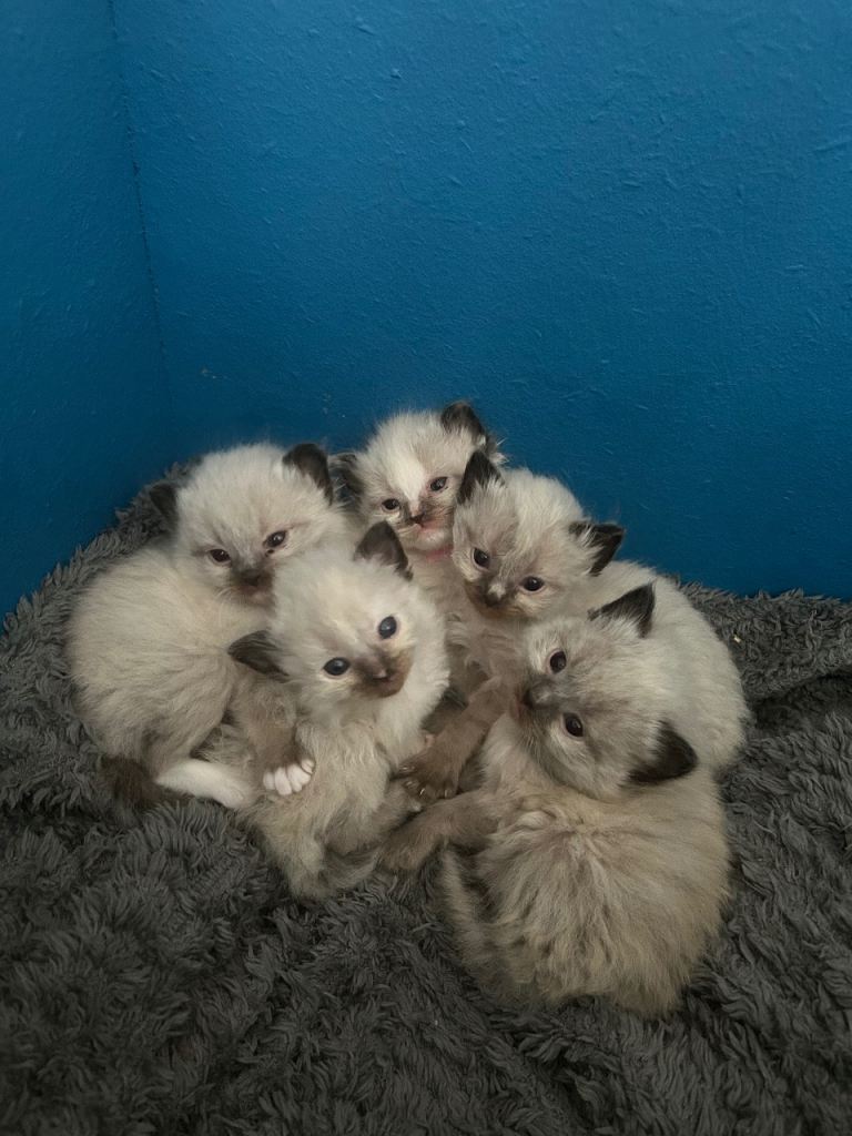 Ragdoll kittens pedigree 