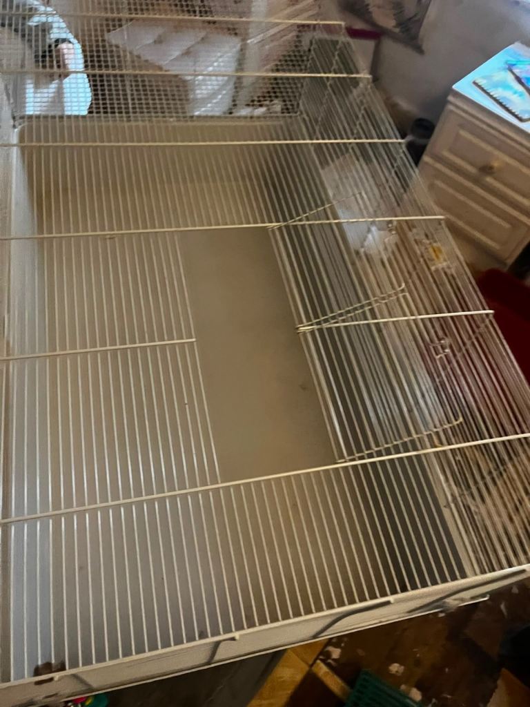 Two baby gerbils 12 weeks roughly both female 