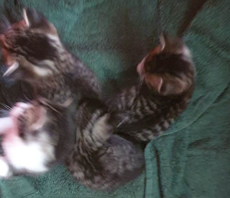 Kittens 