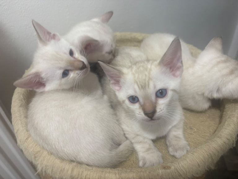 Beautiful Snow Leopard Bengal Kittens Ready Soon 🐾
