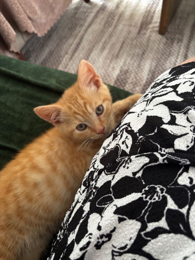 Male Kitten 