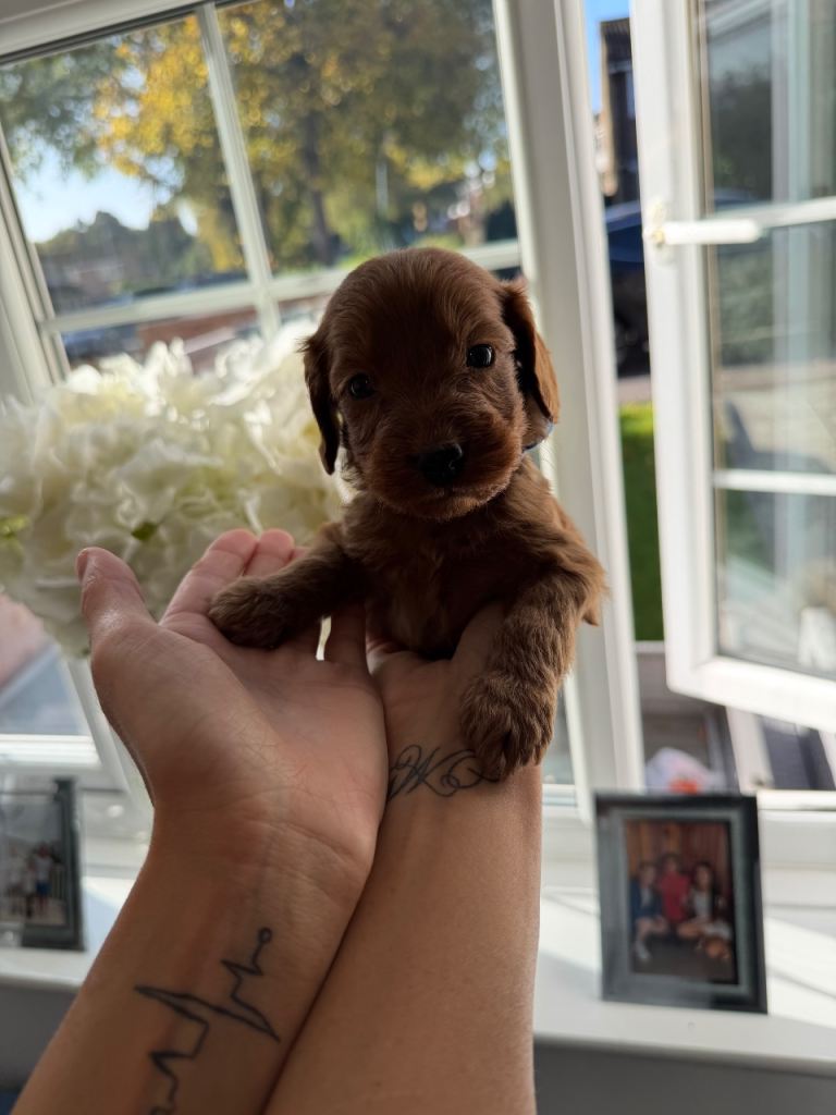 Beautiful f1 cockapoo’s 1 boy left!! 💙