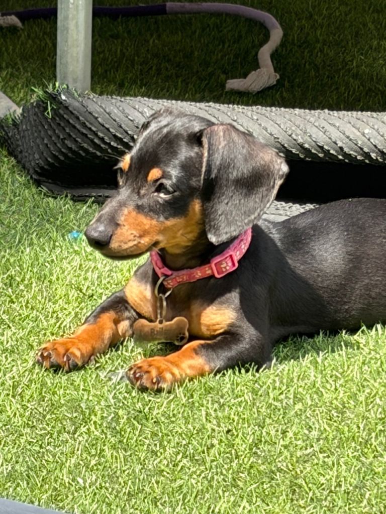 Dachshund 