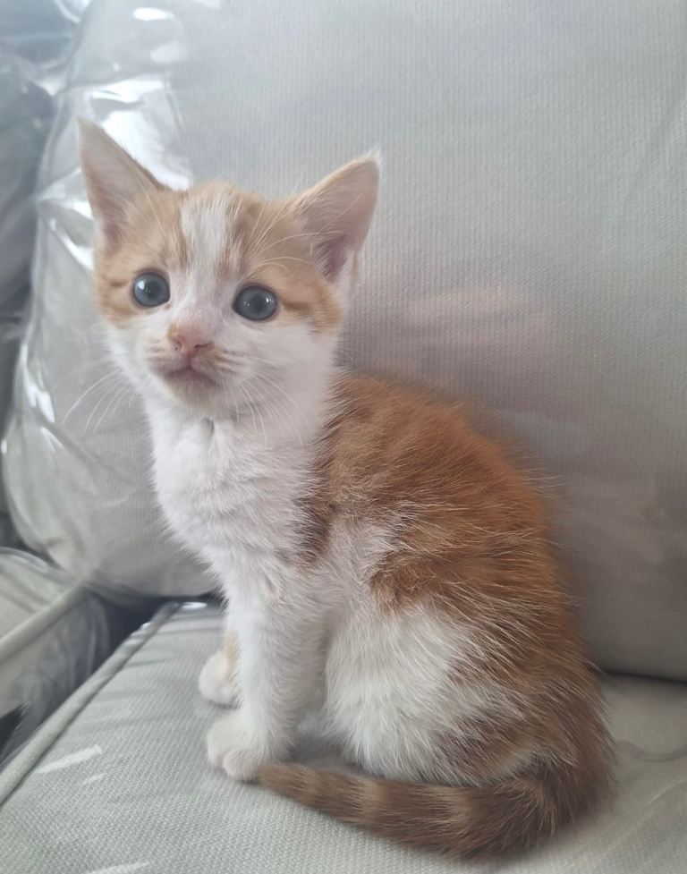 Kittens
