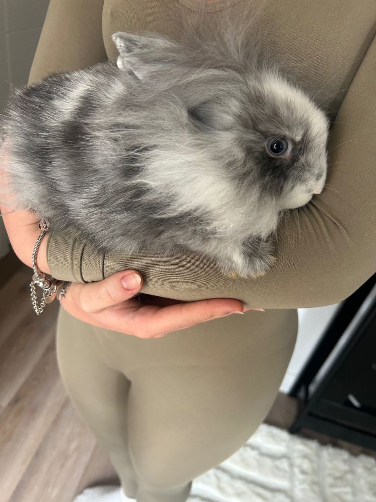 Mini lop lion bunnies
