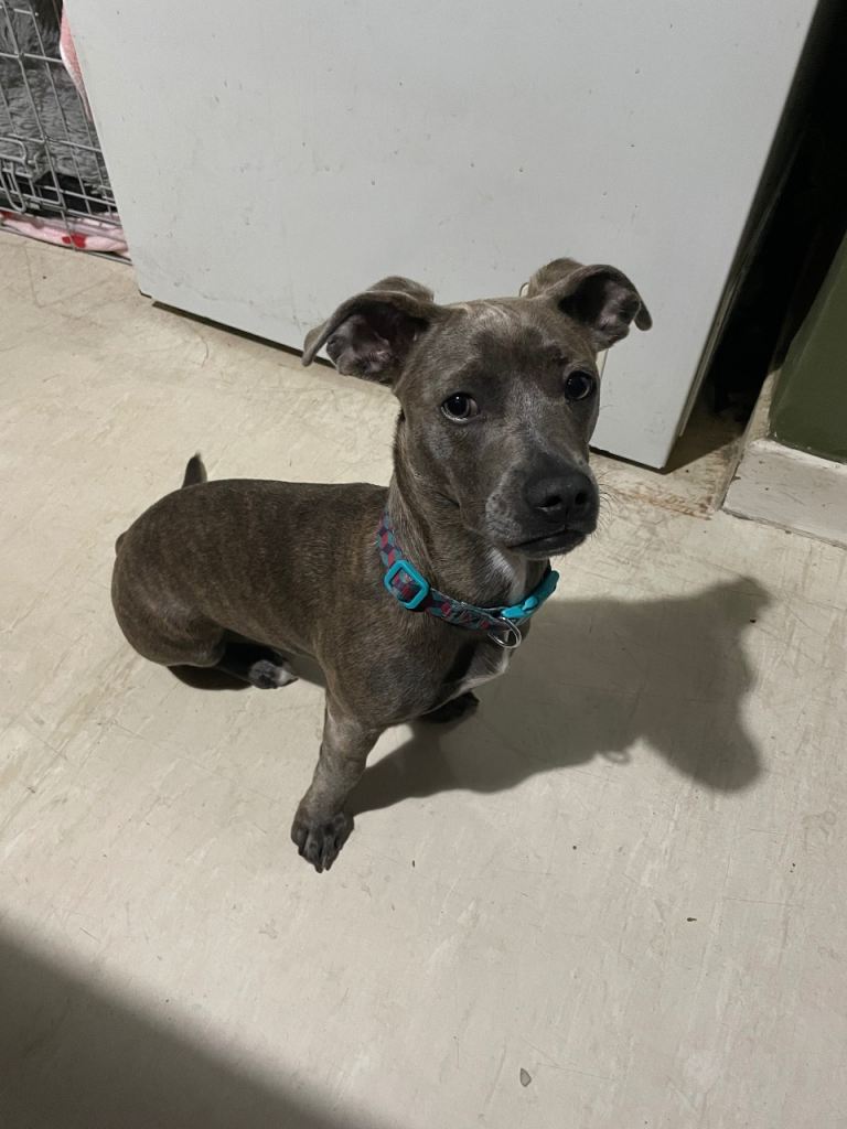 French Bulldog/ Dachshund Cross 8 Months