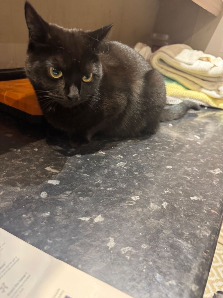 Female cat for rehoming 