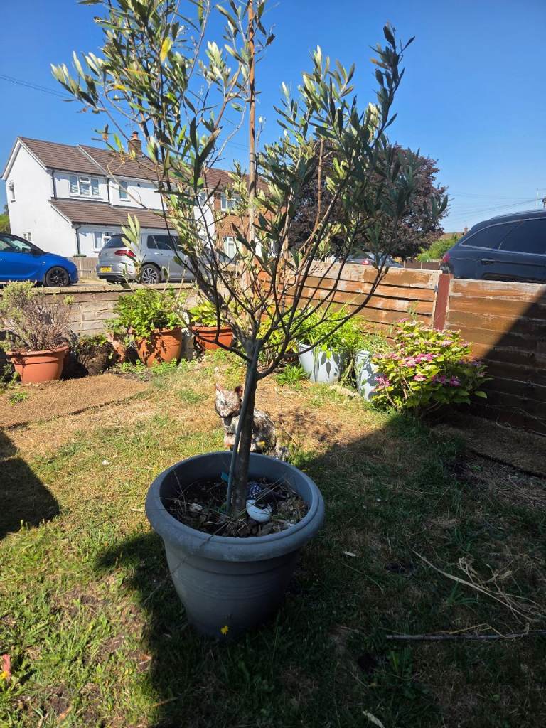Healthy Olive Tree in Large Grey Planter