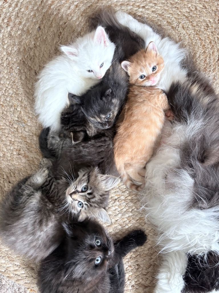 Kittens! fluffy, friendly 11weeks old💫
