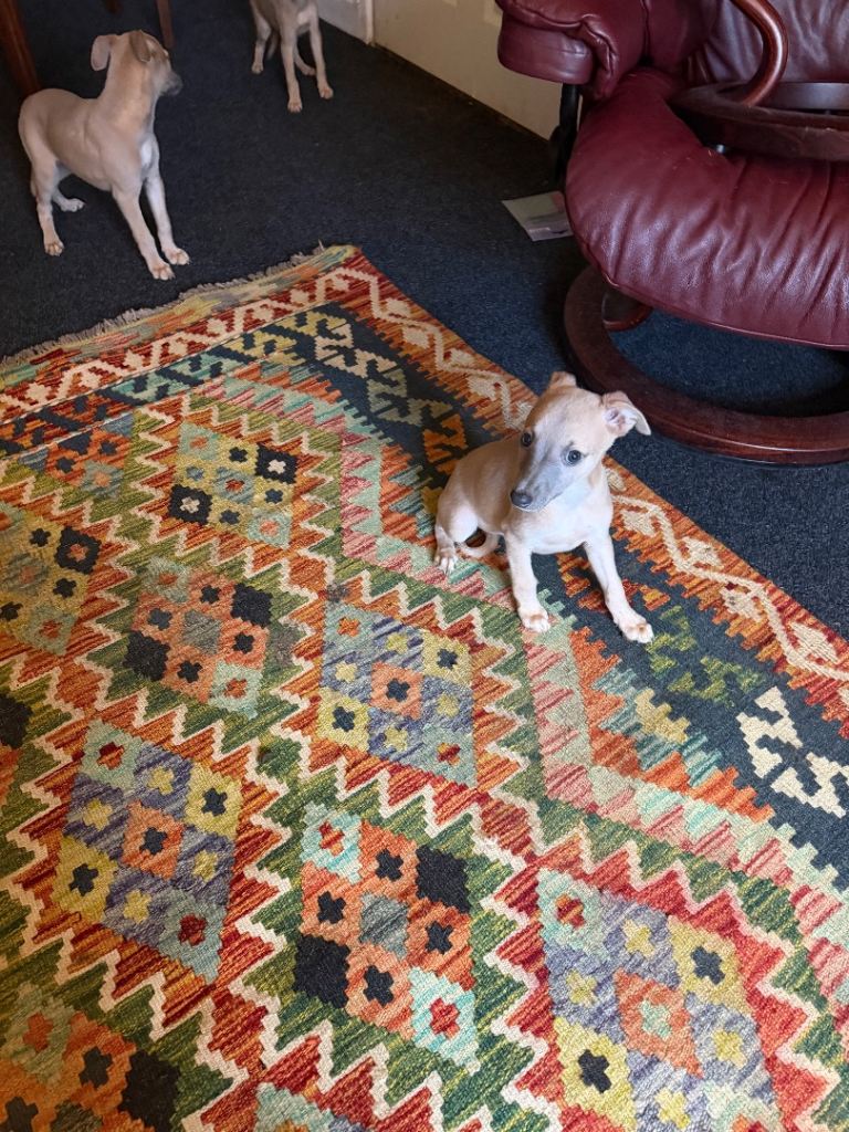 image for Whippets for sale