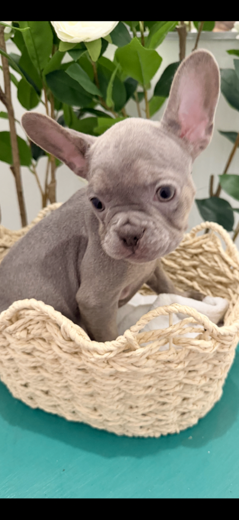 🔥REDUCED French bull dog puppies 🔥