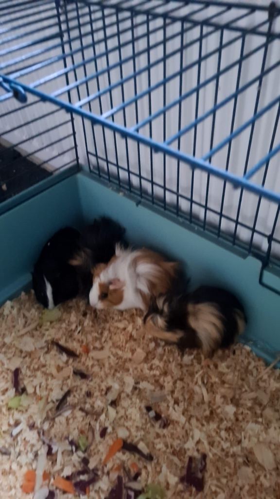 4 x Guinea pigs plus cage