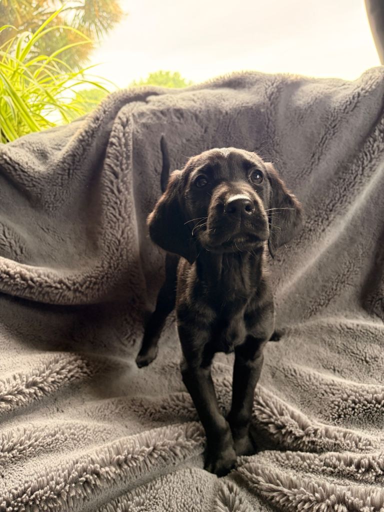 ⭐️Lovely Labrador Retriever looking her forever home 🐾