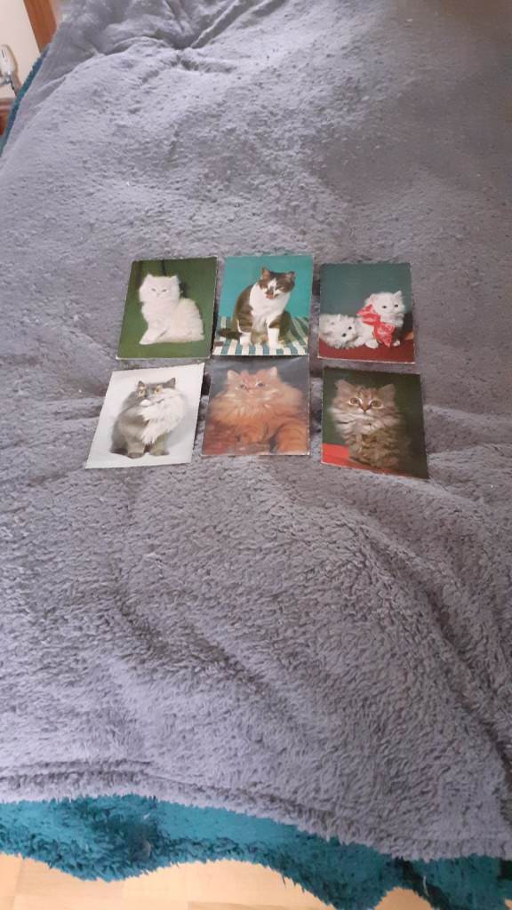 Old Cat Postcards, 6 different ones in total, all unused for £3