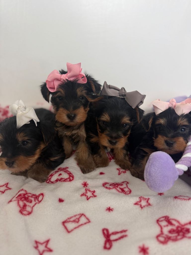 4 beautiful Yorkshire terrier puppy’s 