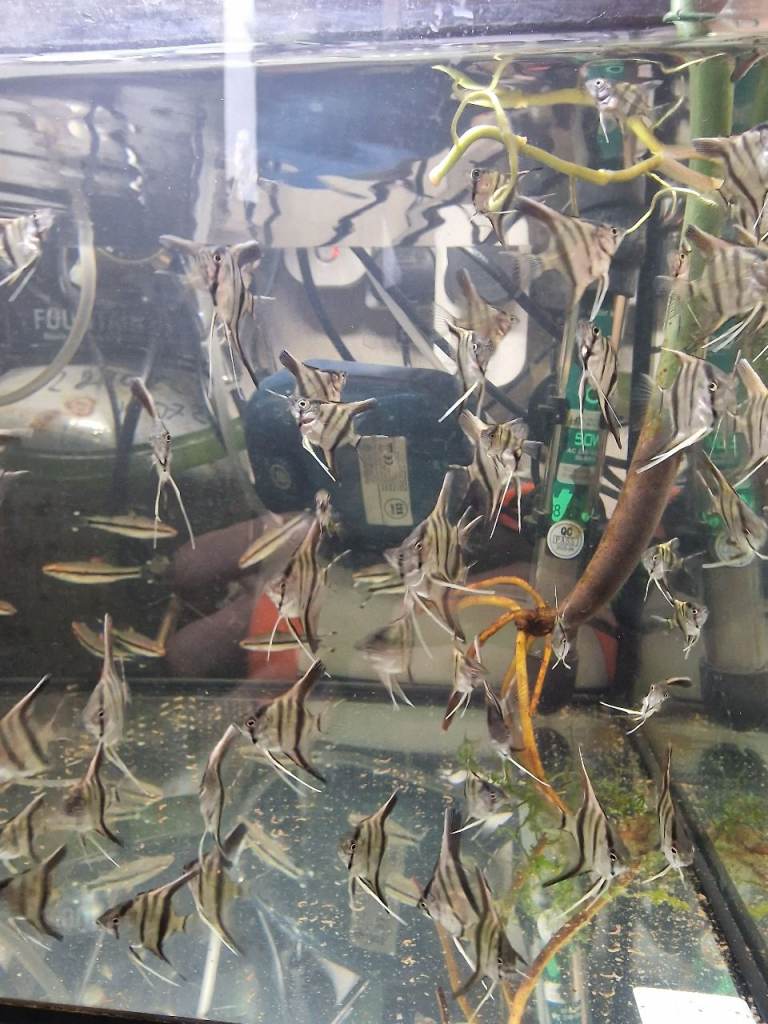 3 months old anglefish