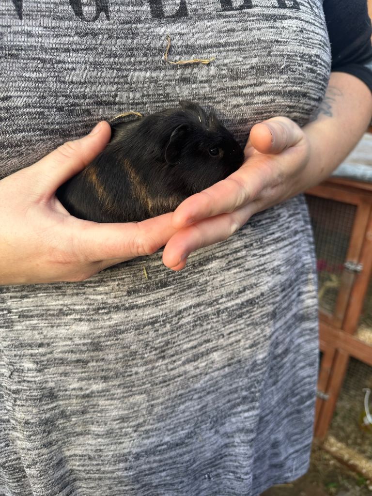 Male guinea pig babies 