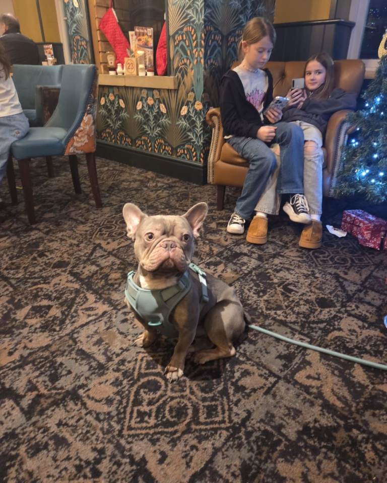 Beautiful blue french bull dog needs a home