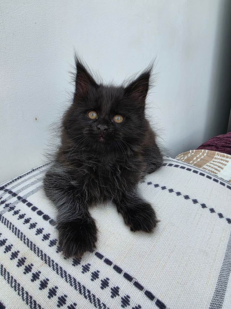 XL Maine coon kitten REDUCED