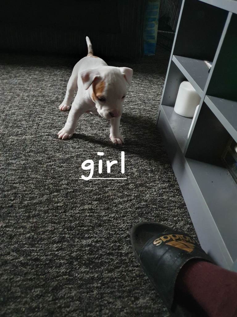 Staffy cross pocket bully 