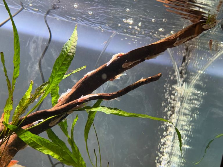 Juvenile shortfin snowwhite Bristlenose 