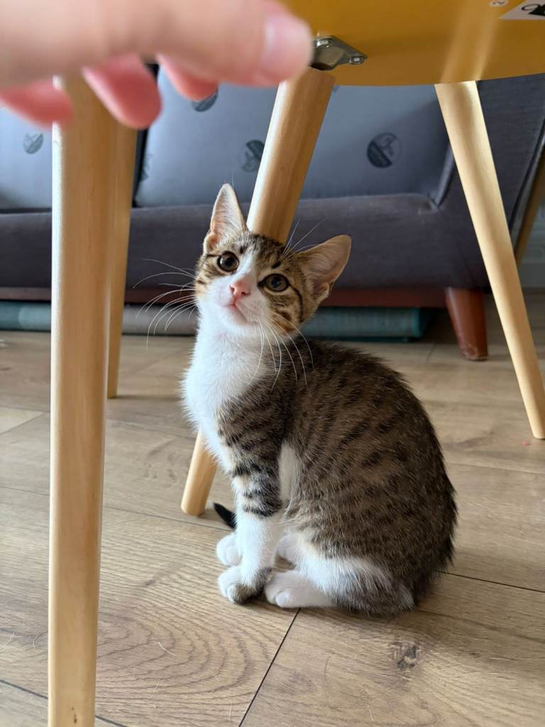 Kittens for Sale!