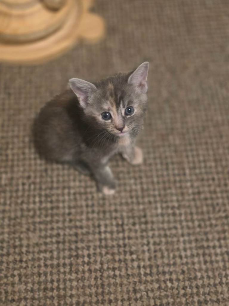 4 mainecoon cross