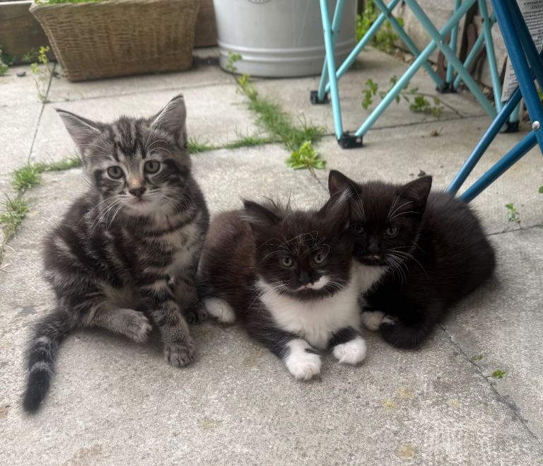 Beautiful little kittens ready to find forever homes 