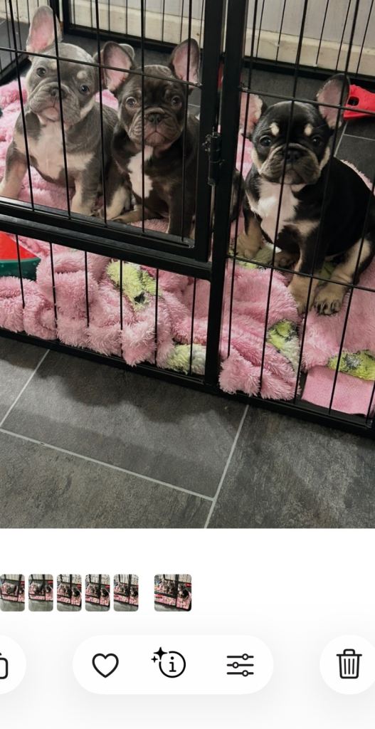 French bulldog 