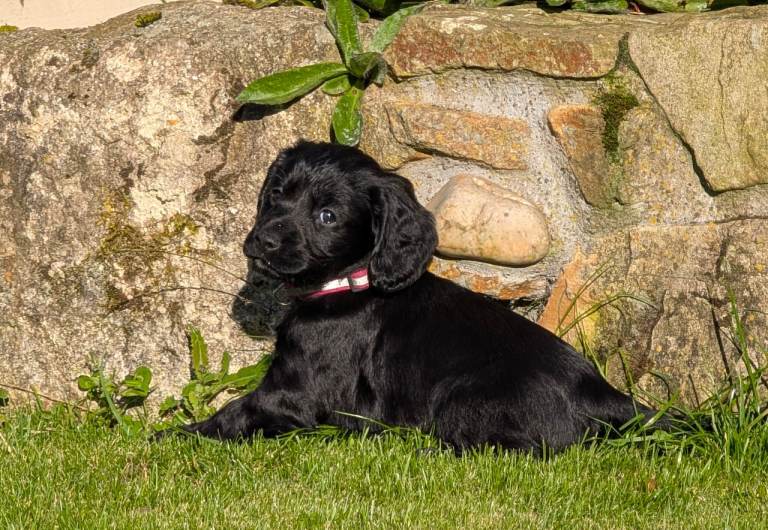 Cocker Spaniel Pups *ONE girl available*