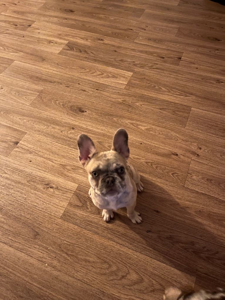 Female French bulldog 