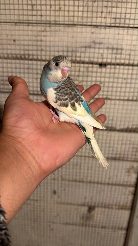 Budgies for sale