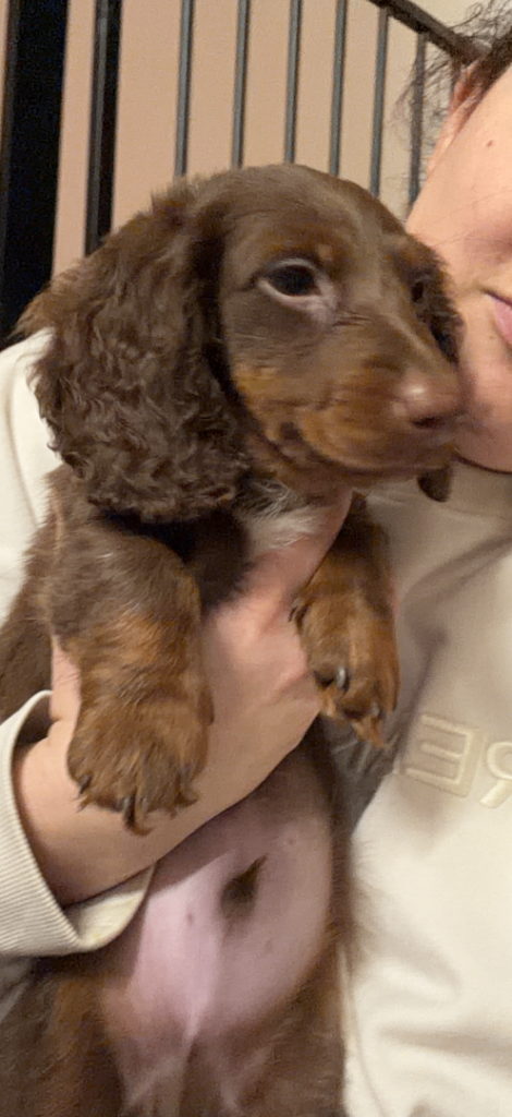 Long haired miniature boy dachshund 5.5 months 