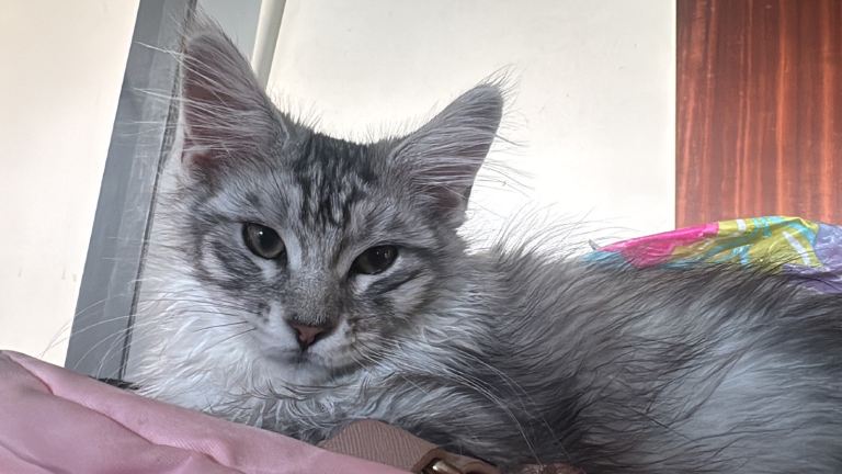 3 left stunning Maine coons 
