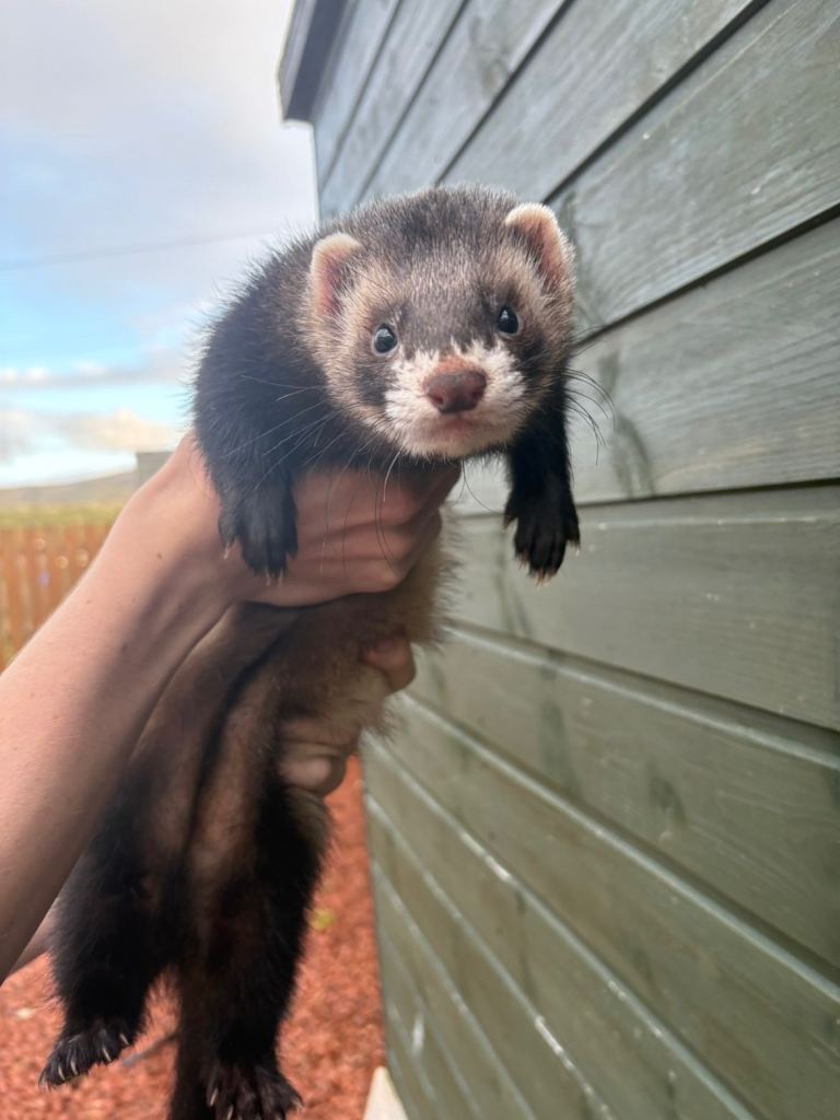 POLECAT CROSS FERRIT 