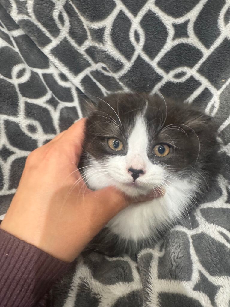 Half British short hair twin kittens