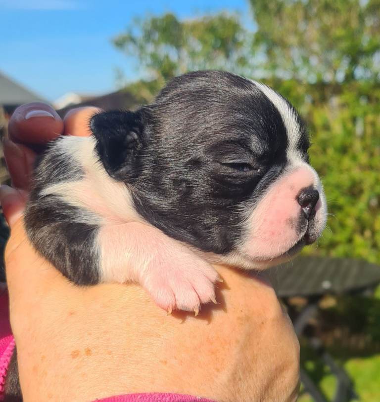 Boston terrier puppies mixed colours 