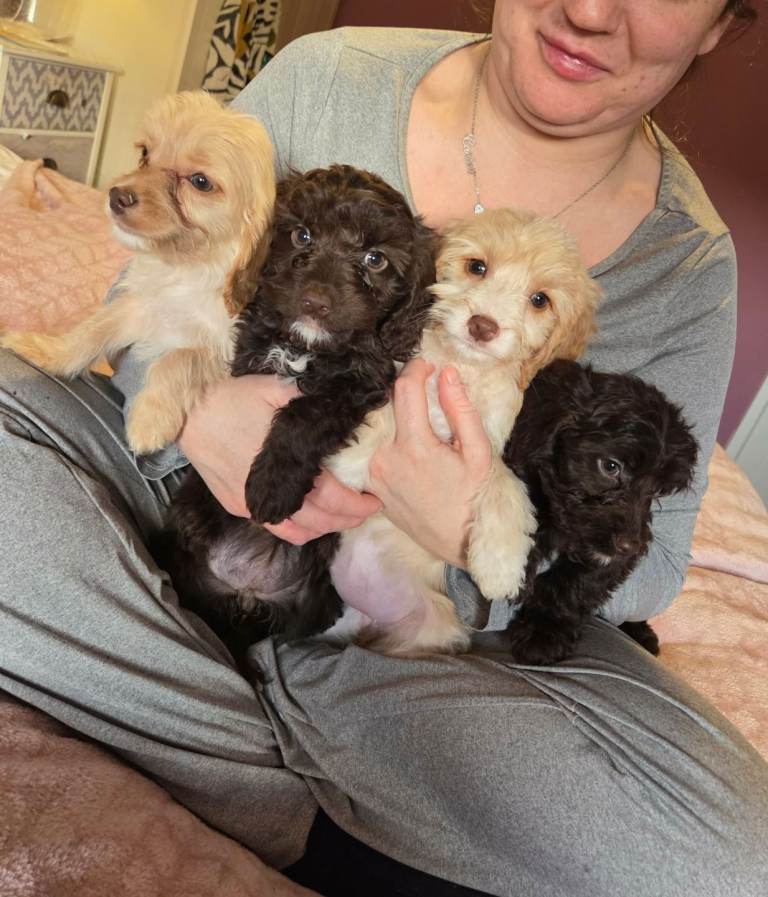 Superb F2 cockapoo puppies 