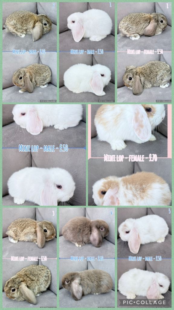 Mini Lops Baby Rabbits 