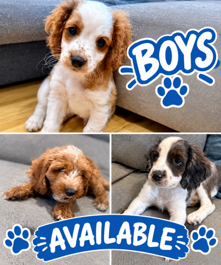 Cavapoo Puppies READY NOW