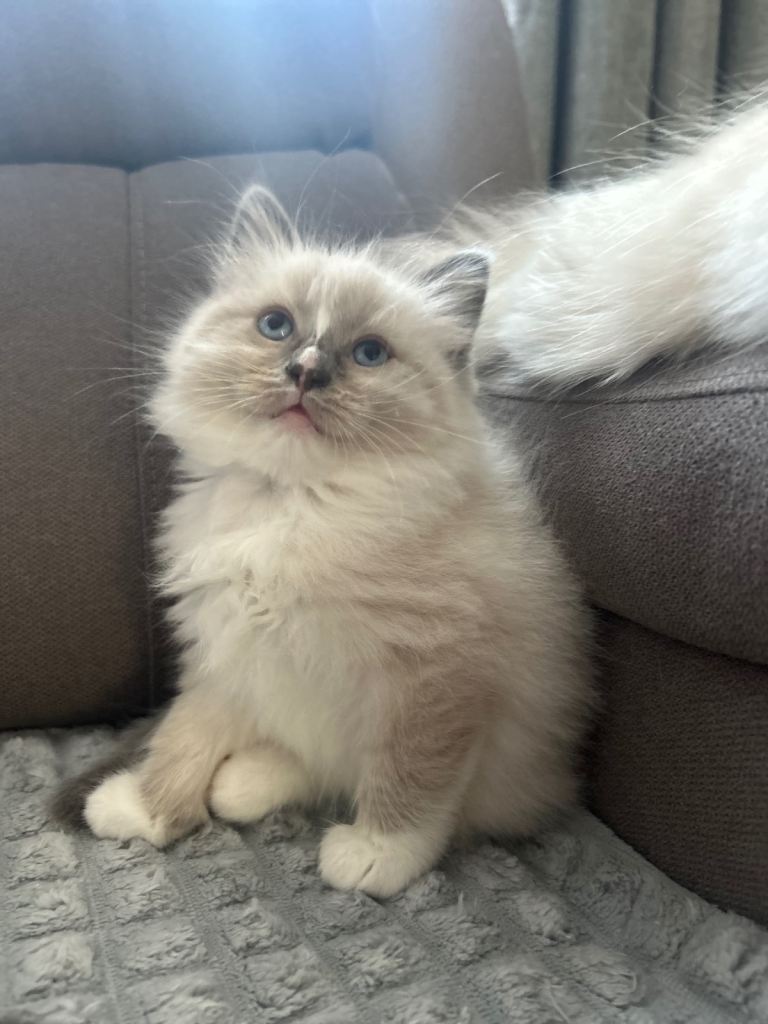 😻Beautiful Purebred Ragdoll Kittens 😻