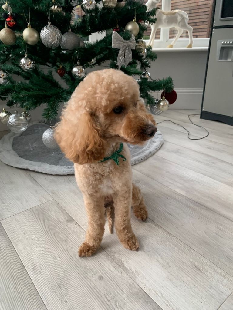 Our Dog Daisy for sale 