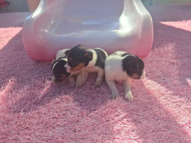 Jack russell pups
