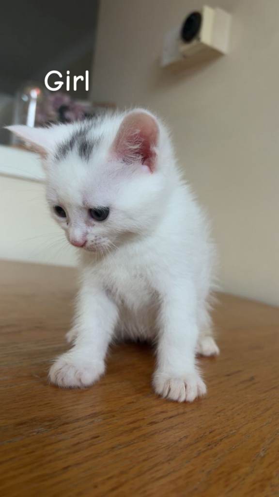 Beautiful kittens 